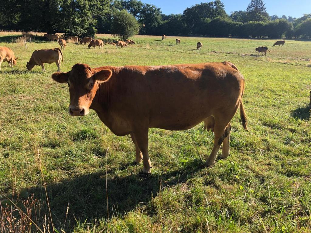 L'ancienne Ferme * Bujaleuf